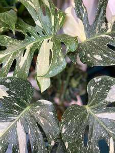 Plants: Foliage Plants