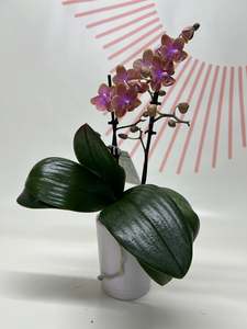 Plants: Potted Phalaenopsis Orchid