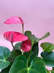 Plants: Potted Plant Anthurium
