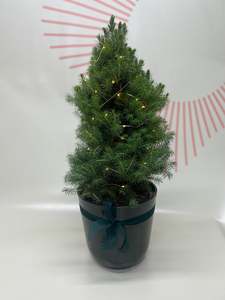 Mini Christmas Trees
