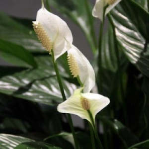 Plants: Peace Lily Plant