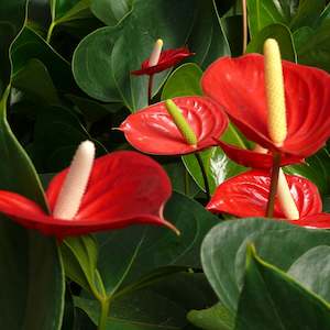 Christmas: Red Anthurium Plant