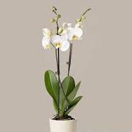 Valantines Day: Phalaenopsis Orchid Plant