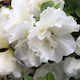 Standard Azalea Plant