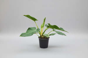 Plants: Philodendron Blizzard