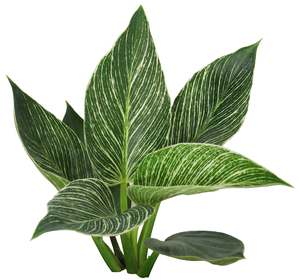 Plants: Philodendron Birkin