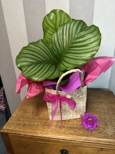 Charming Gift-Wrapped House Plant - Auckland delivery- Gift - Flowers that Wow- &hellip;