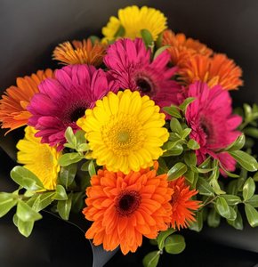 Gerbera Fiesta - Flowers that Wow- Florist - South Auckland Delivery