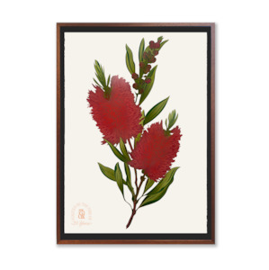 Artworks: Antipodes Botanical - Bottlebrush