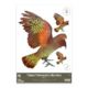 Kea Decal