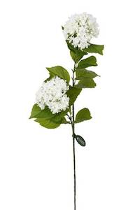 Flowers & Plants: Viburnum Spray 2 Heads - White