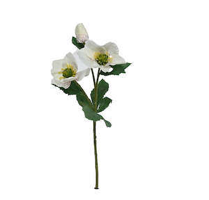 For The Home Stylist: Garden Hellebore - White