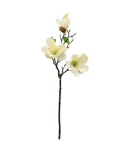Evergreen Magnolia - White