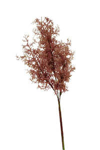 Mothers Day: Smokebush Spray Burgundy