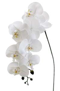 For The Beach Bum: Artificial White Phalaenopsis Orchid Stem – 86cm Cascading Bloom