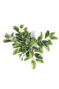 Hoya Carnosa Bush – 38cm Realistic Variegated Artificial Greenery