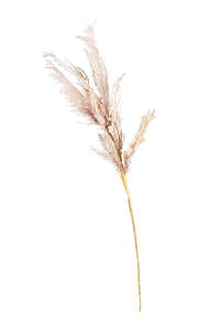 Beach Pampas Stem – 99cm | Faux Dried Grass for Neutral Styling