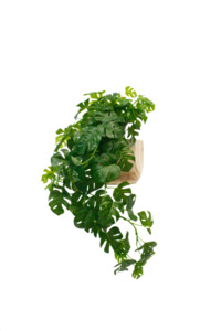 Split Philo Hanging Bush 76cm | Real Touch Faux Greenery