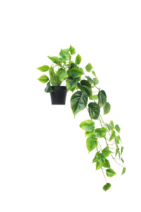 Potted Hanging Philodendron Faux Plant