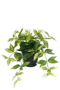 Wandering Dew Potted Plant, Green and White | Faux Plant