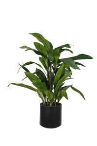 Artificial Flora: Aspidistra Plant in Decor Pot 1.2m – 46 Leaves