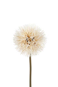 For The Boho Babe: Dandelion Stem Natural 86cm | Faux Botanical