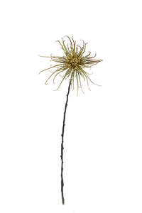 Spider Mum Stem | Khaki Green 71cm