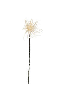 Spider Mum Stem Winter White 71cm