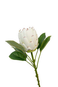 For The Boho Babe: Queen Protea Spray – White 68cm Faux Stem