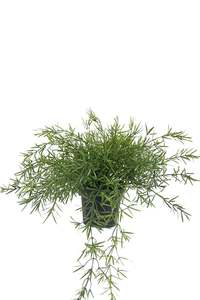 For The Green Finger: Asparagus Fern - 22cm Trailing Potted Faux Plant