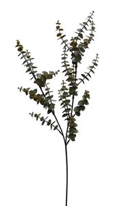 Hinterland Gum Stem, Moss Green 73cm Faux Eucalyptus