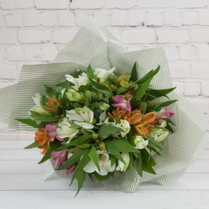 Products: Alstroemeria Deluxe