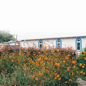 Kane Strang Artist: Kane Strang - Blue Cheese