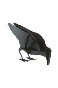 Ibride Jack the Raven