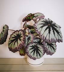 Curated Extras: Begonia Fireworks