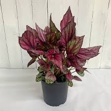 Begonia Marmalade - large