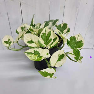 Curated Extras: Epiprenum plant white-green