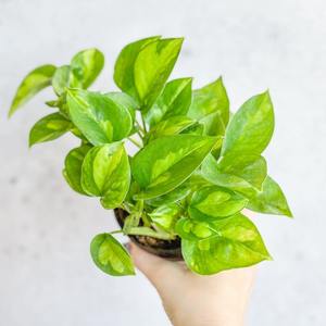 Pothos Plant- Bright green