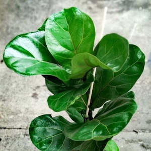 Curated Extras: Fiddle leaf fig Medium