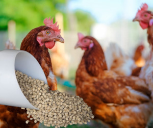 Horse Feed: Takanini Layer Pallets