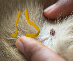 Tick Remover Twister