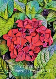 Posters Prints: Pink Hydrangea