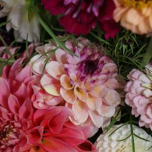 New Dahlia Varieties For 2024: Wine Eyed Jill