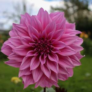 New Dahlia Varieties For 2024: Arthur Hambley