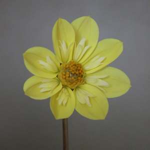 New Dahlia Varieties For 2024: Kelsey Sunshine