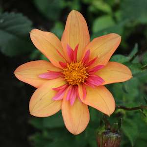 New Dahlia Varieties For 2024: Dark Tiger