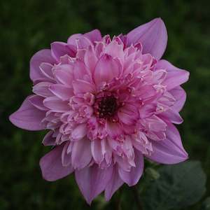 New Dahlia Varieties For 2024: Richards Fortune