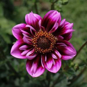 New Dahlia Varieties For 2024: Liquid Desire