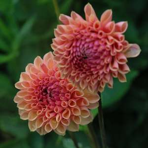 New Dahlia Varieties For 2024: Snoho JoJo