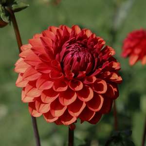 New Dahlia Varieties For 2024: Brown Sugar